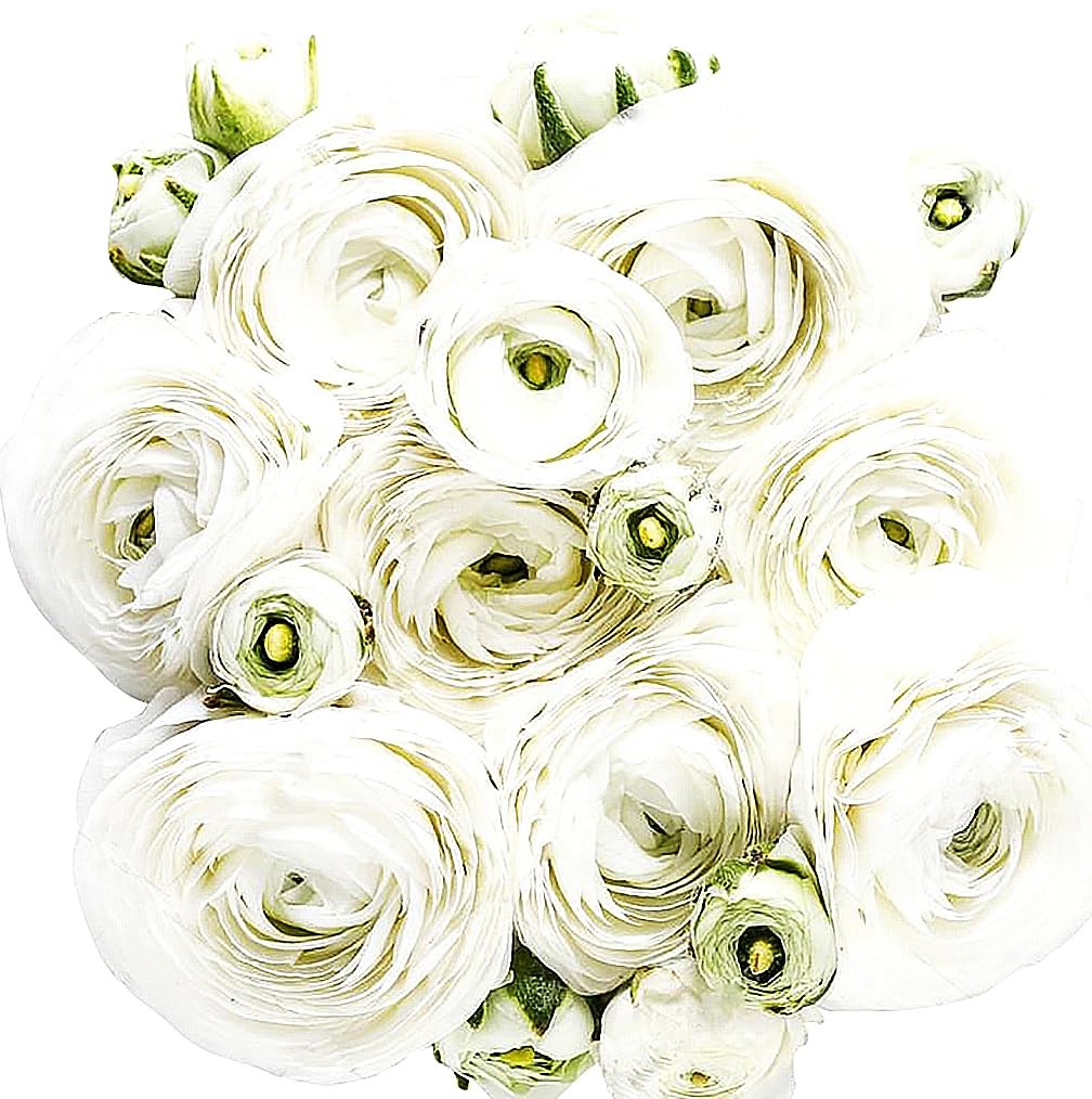 French Peony Mixed Ranunculus – 12 Largest Size Corms, Premium Ranunculus Bul…