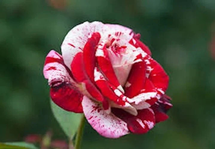 White Blood Rose Seeds- 50 or 100 Seeds.USA Seller- Free Shipping