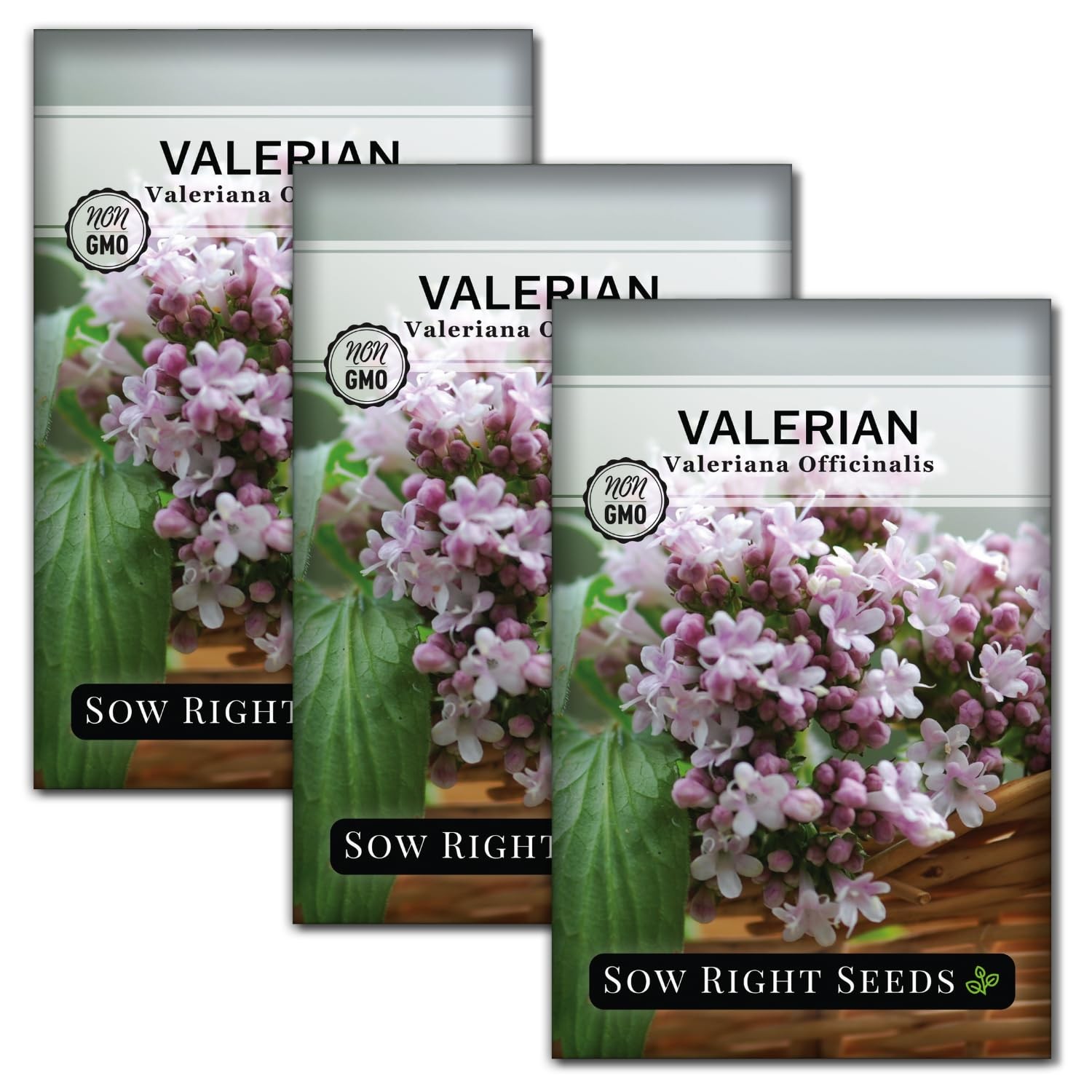 Valerian Seeds for Planting – Non-GMO Heirloom Herb Garden Packet for Sleep