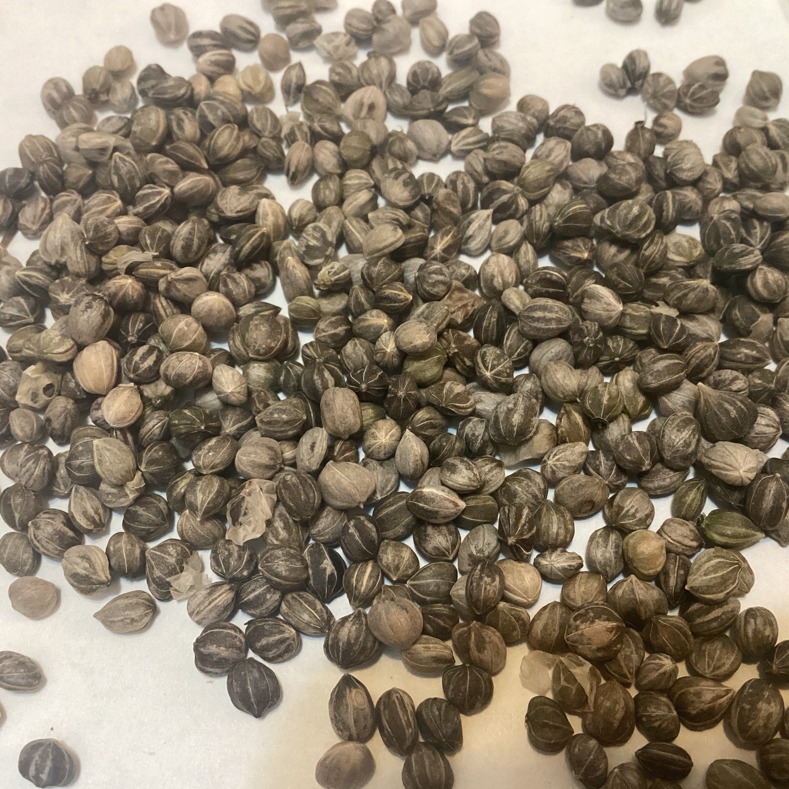 Red Osier Dogwood Tree Seeds (CORNUS STOLONIFERA) (American Dogwood)
