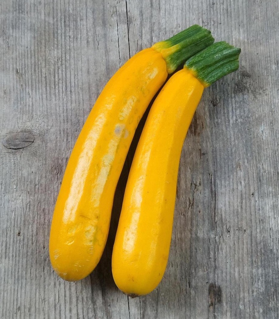 20 Fresh Golden Zucchini Premium Summer Squash Seed-A 31