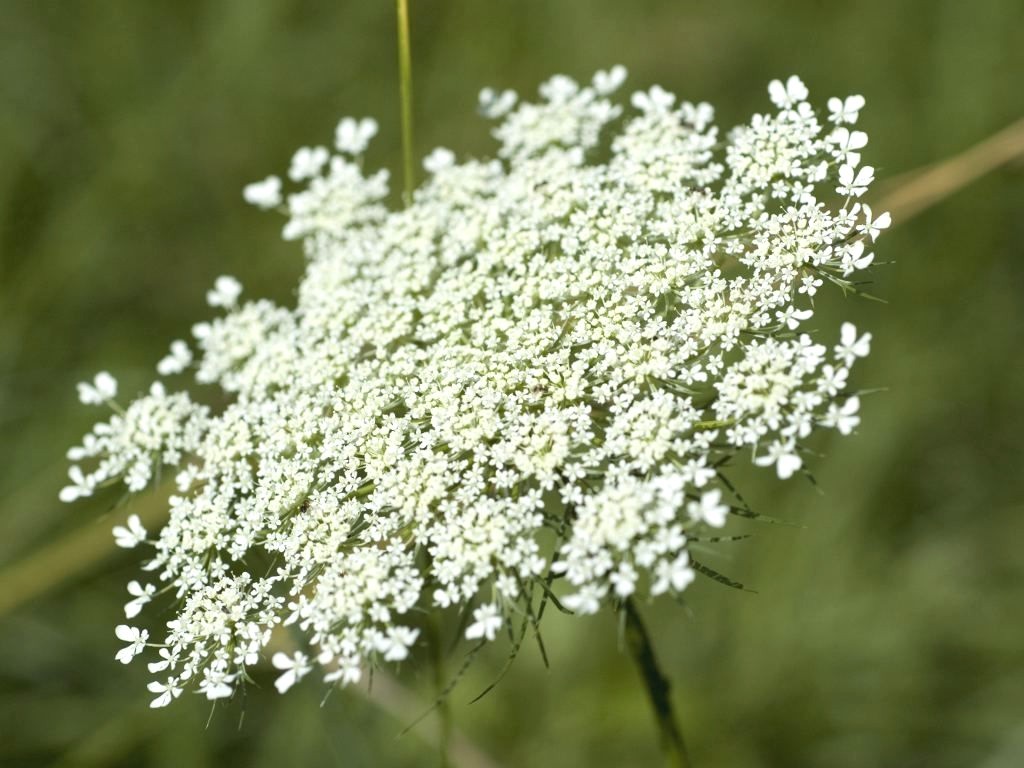 5000 Seeds of False Queen Anne’s Lace – Bishop’s Weed – Ammi Majus