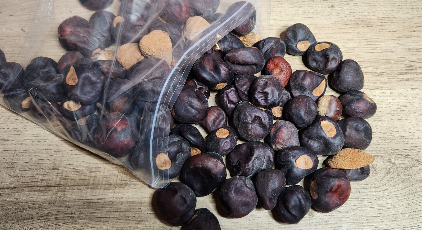 Bag of Buckeye Nuts Dried Seeds Great for Crafting Bag weighs 1# 5 oz abt 50 pcs