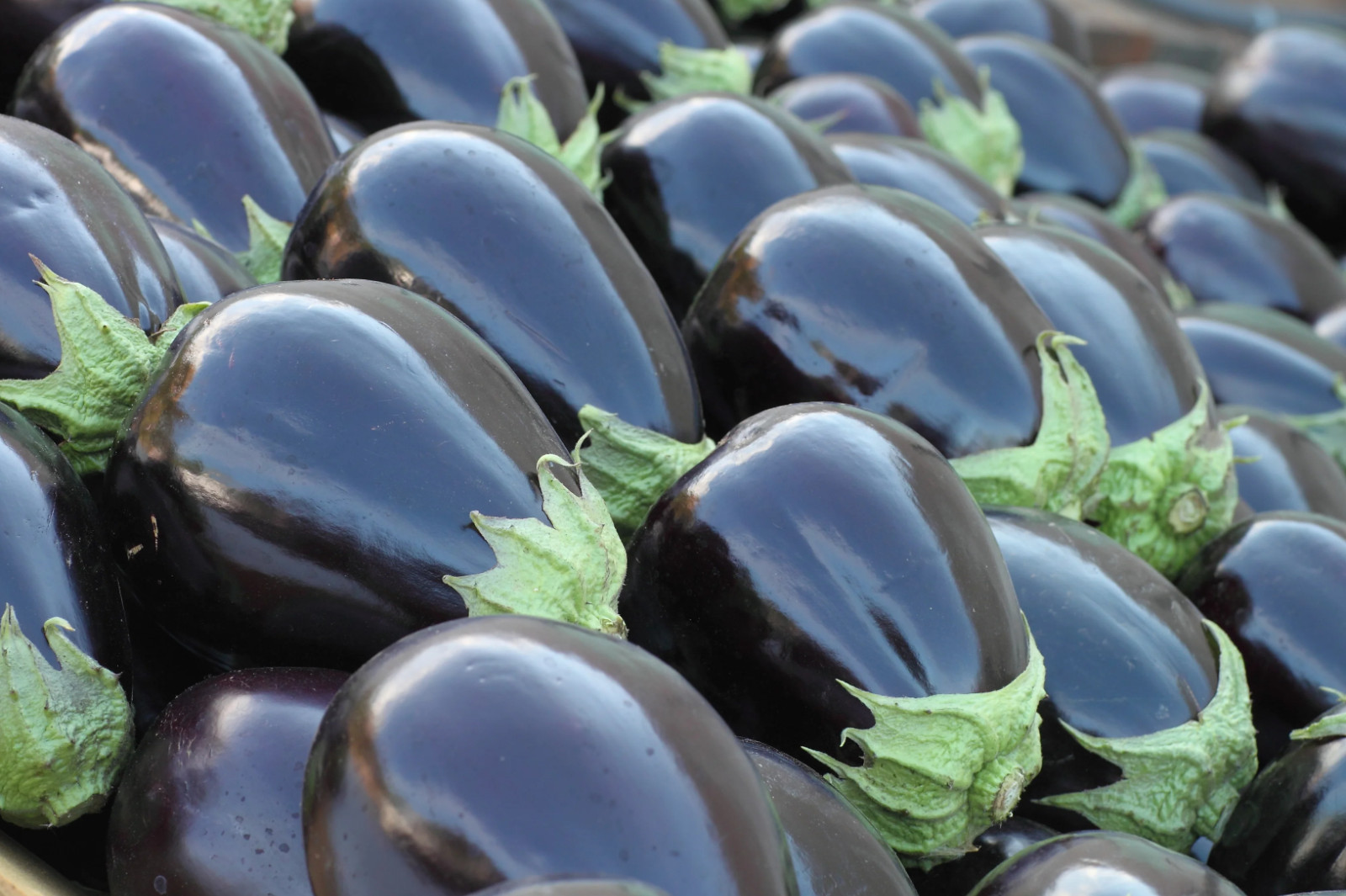 100+ Black Beauty Eggplant Seeds – Heirloom – Organic – NON GMO — FRESH