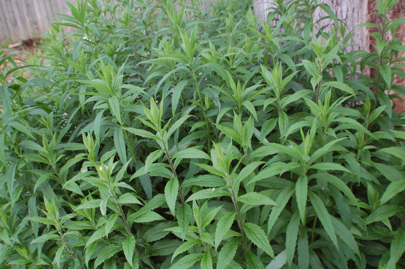 Wrinkleleaf Goldenrod Seeds/1/4 teaspoon +/Solidago Ruguso/Native US Plant