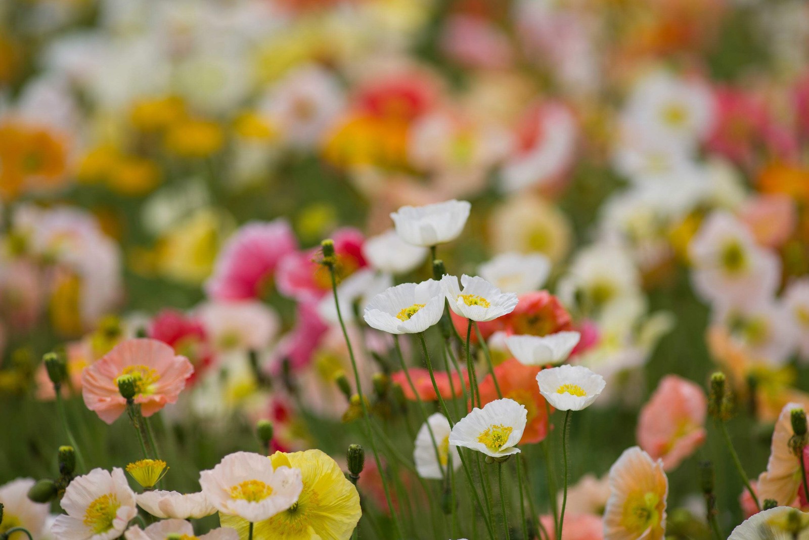 2500 ICELAND POPPY MIXED COLORS Papaver Nudicaule Flower Seeds *Flat S/H