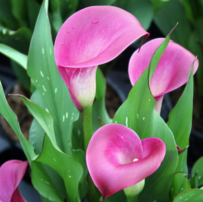Sumatra Hot Pink Calla Lily Bulb, Large 18cm, Packaged, Planting Instructions