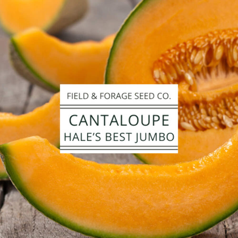 Cantaloupe Hale’s Best Jumbo Seeds | Heirloom Melon Seeds | Non-GMO | 50 Seeds