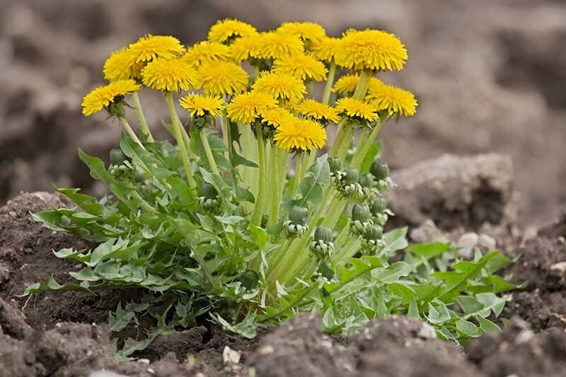 Dandelion, Taraxacum – 300 Seeds 2023 – USA