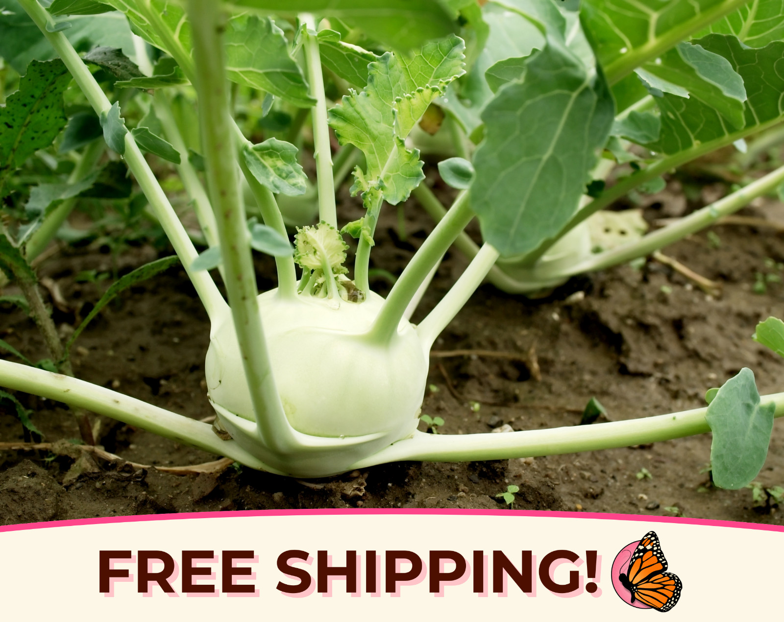 2600+ Kohlrabi Seeds ‘White Vienna’ | Heirloom, Non-GMO, Vegetable Garden Seeds