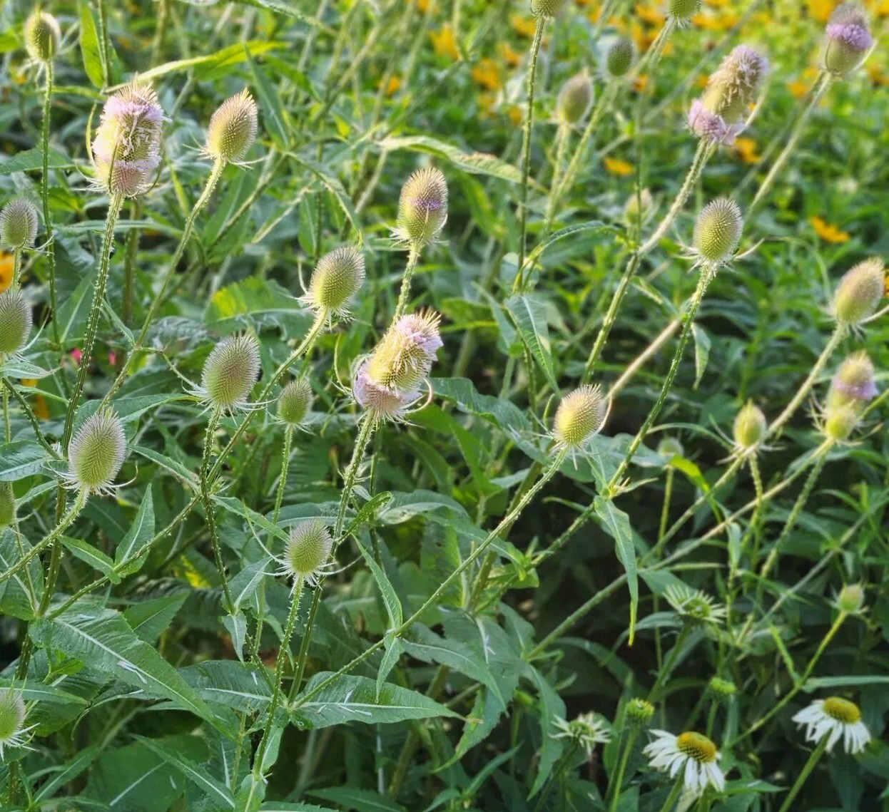 Fullers Teasel (Dipsacus Sativus), SEEDS