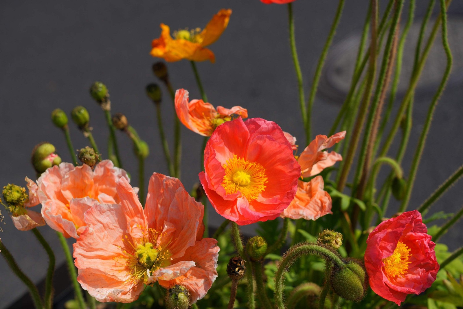 2500 ICELAND POPPY MIXED COLORS Papaver Nudicaule Flower Seeds *Flat S/H