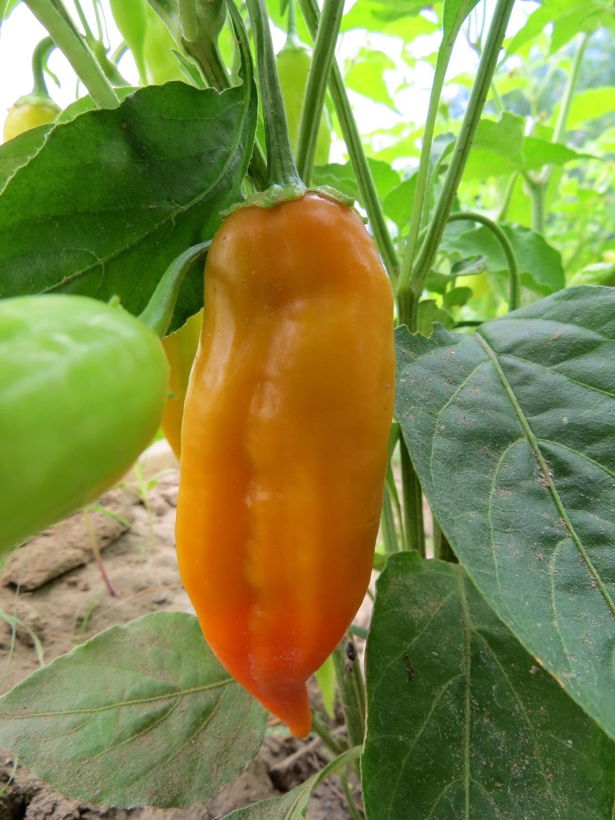 Dong Xuan , the classic pepper from Vietnam