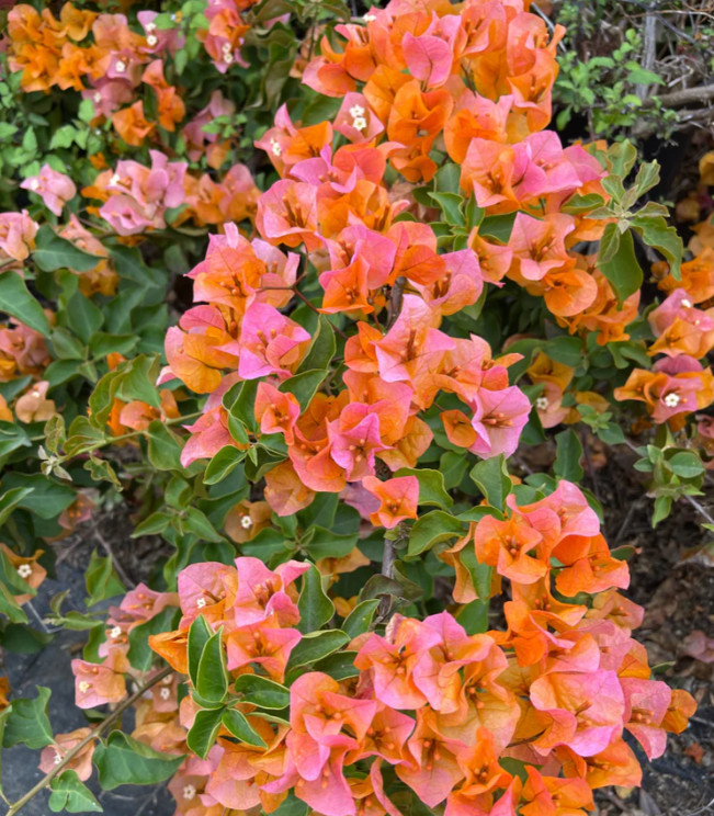 Set 2 Sundown Orange Bougainvillea Plants – 4-10″ Tall – Flowering Vine for Gard