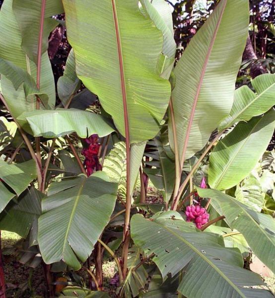 Musa velutina | Pink or Hairy Banana | 10 Seeds