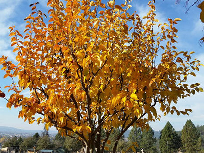 Asian Pear | Premium Seeds | Pyrus pyrifolia ‘Fruit’ | Plants’®