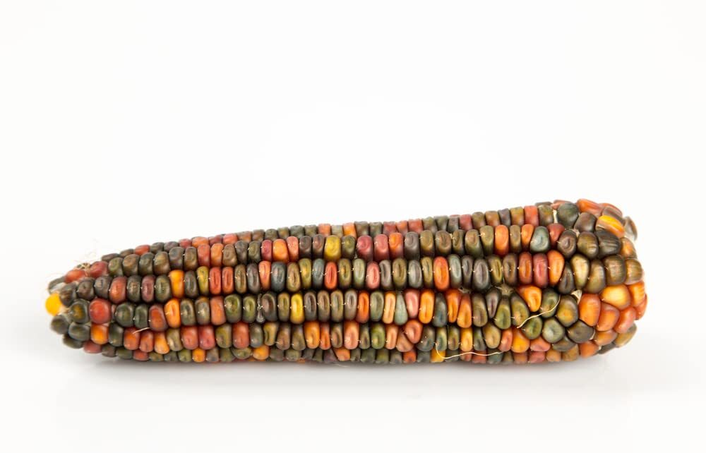 Earth Tones Dent Corn Seeds for Planting – 50 Seeds to Grow