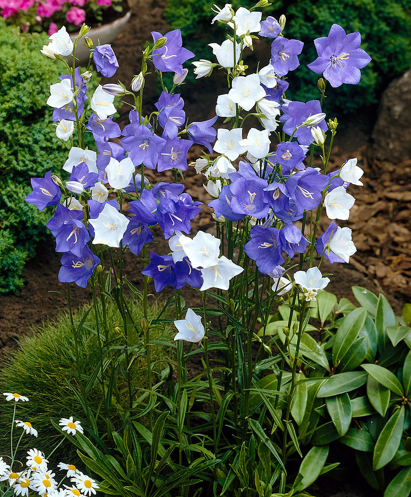 Mixed Color Wildflowers Seed Collection | Grow Your Own Mixed Flower Garden