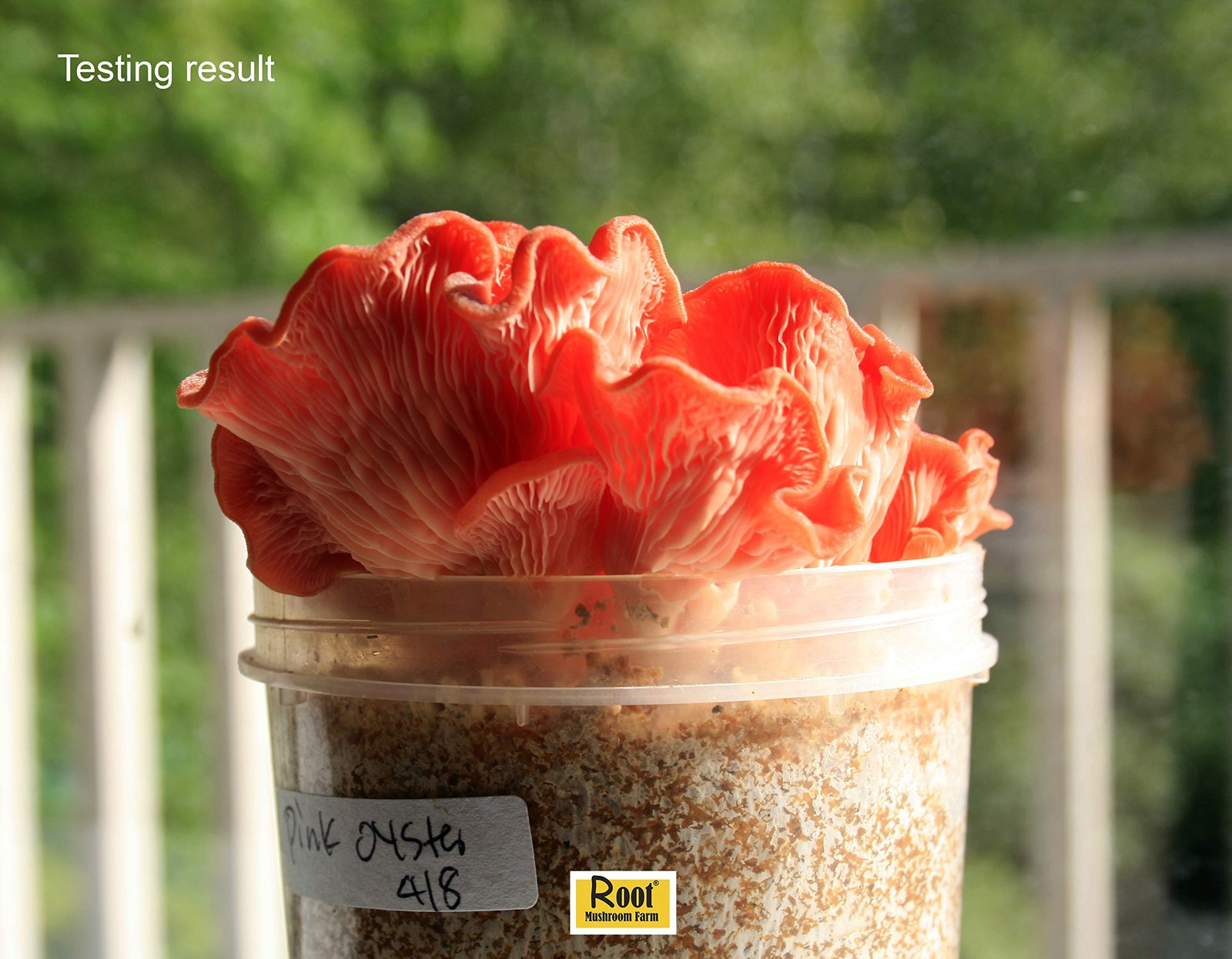Pink Oyster Mushroom Liquid Cultures for Home Growing and Farming