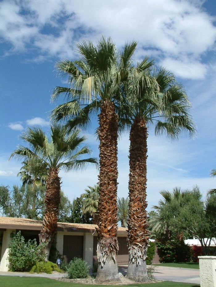 CALIFORNIA DESERT FAN PALM TREE SEEDS (Washingtonia Filifera) Cold Hardy-Zone 8