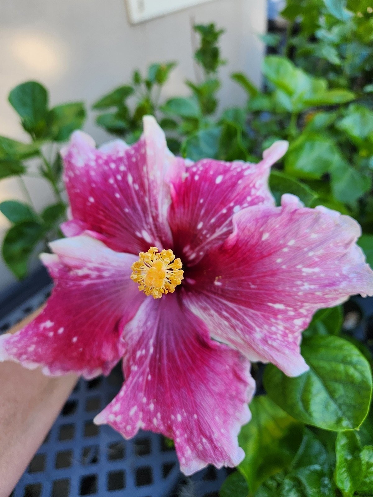Hibiscus Cajun Color Purple Magic Starter Plant
