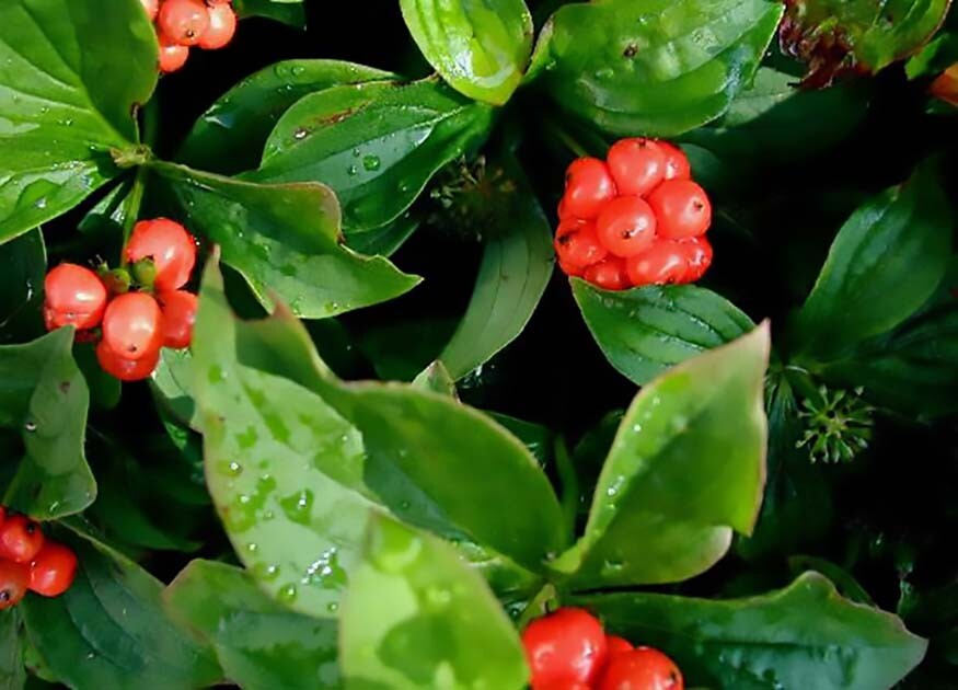 Creeping Dogwood, (Bunchberry), Cornus canadensis, Seeds (Showy, Edible)