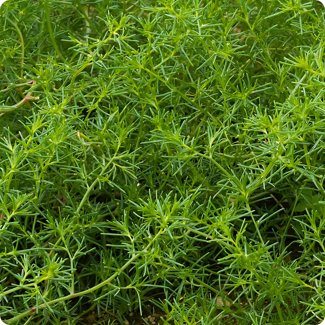 Fresh Oka Hijiki Seaweed Mustard Seeds | Heirloom Non-GMO | Asian Vegetable