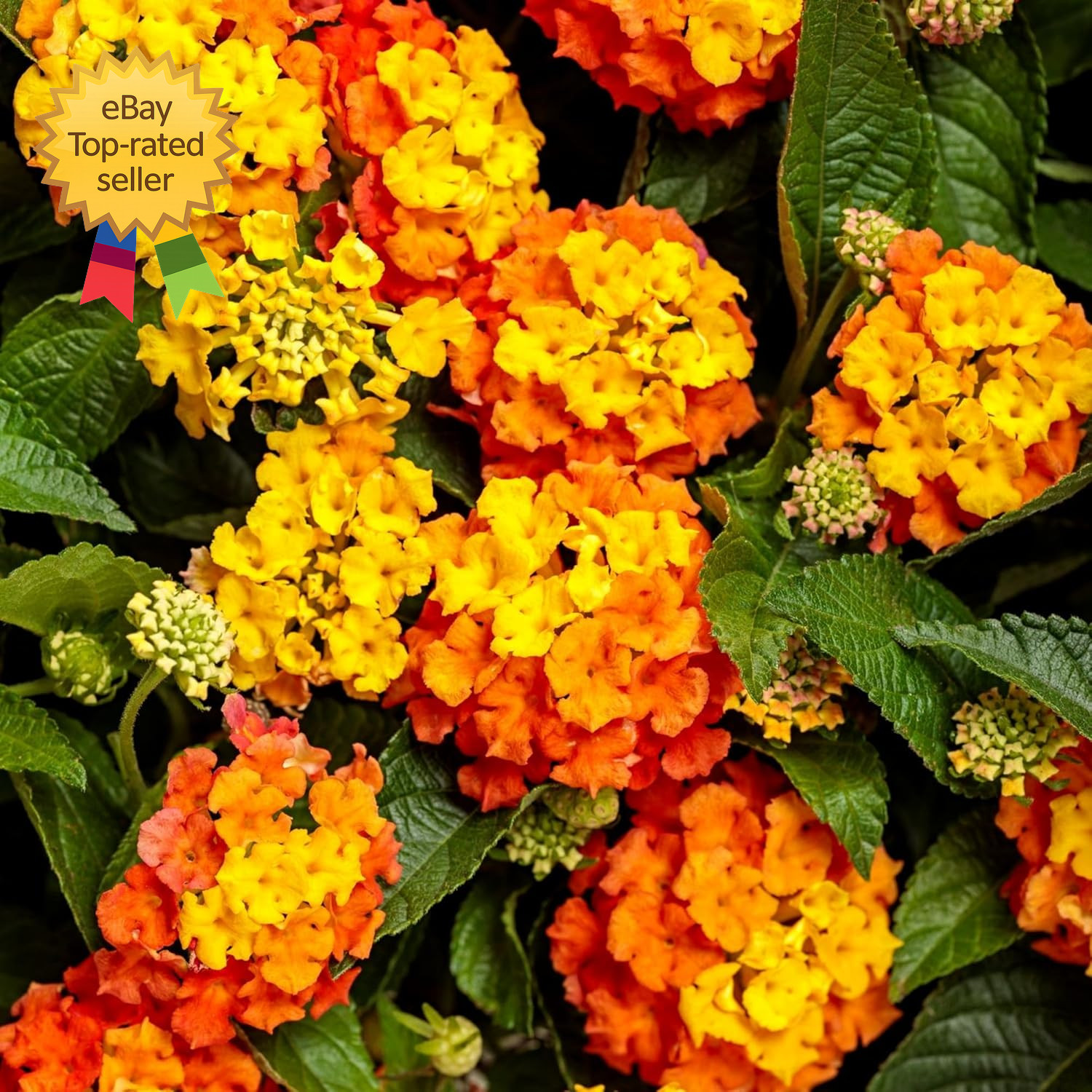 Mixed Color Lantana Flower Seeds 300 Plus for Hummingbirds and Butterflies Bloom