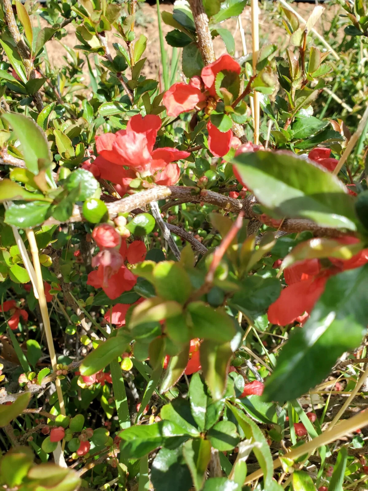 Chaenomeles Speciosa “Texas Scarlet” (Red Flowering Quince) Plant
