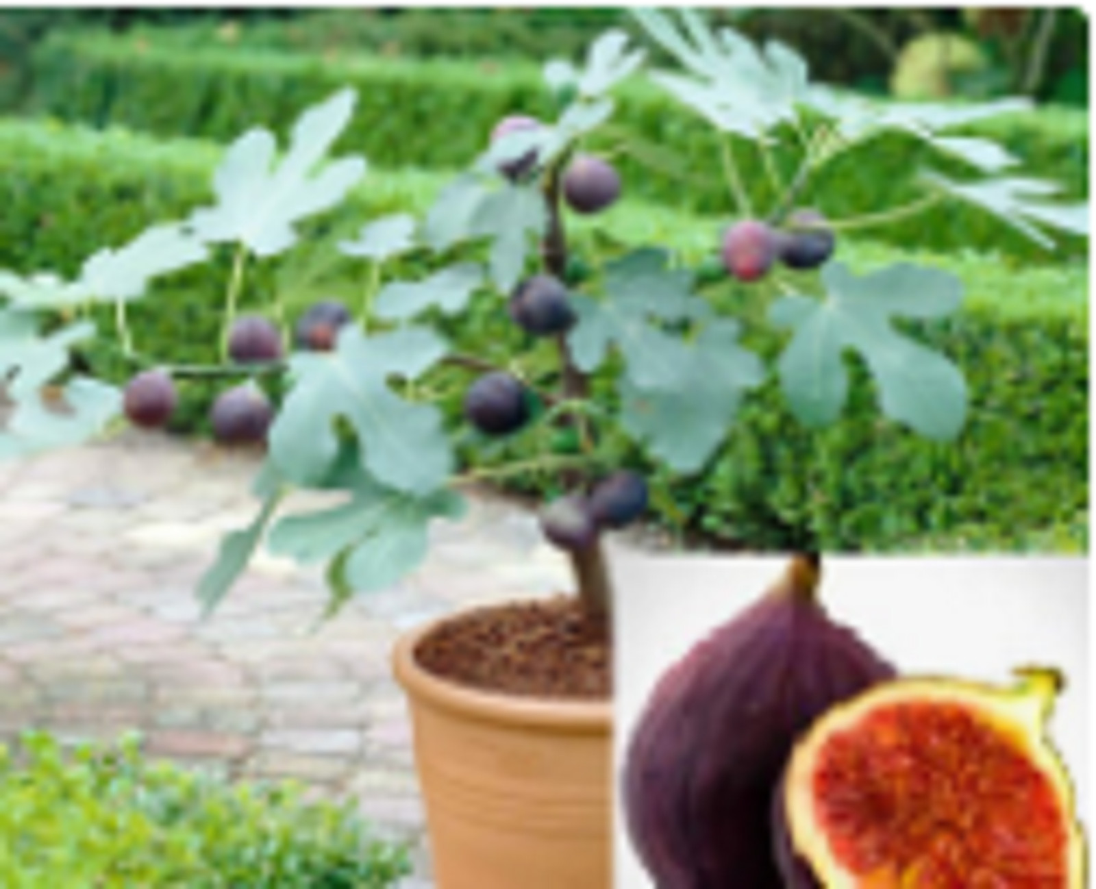 RARE Dwarf FIG Fruit Tree 15 + SEEDS – Combined Shipping ( USA seller )
