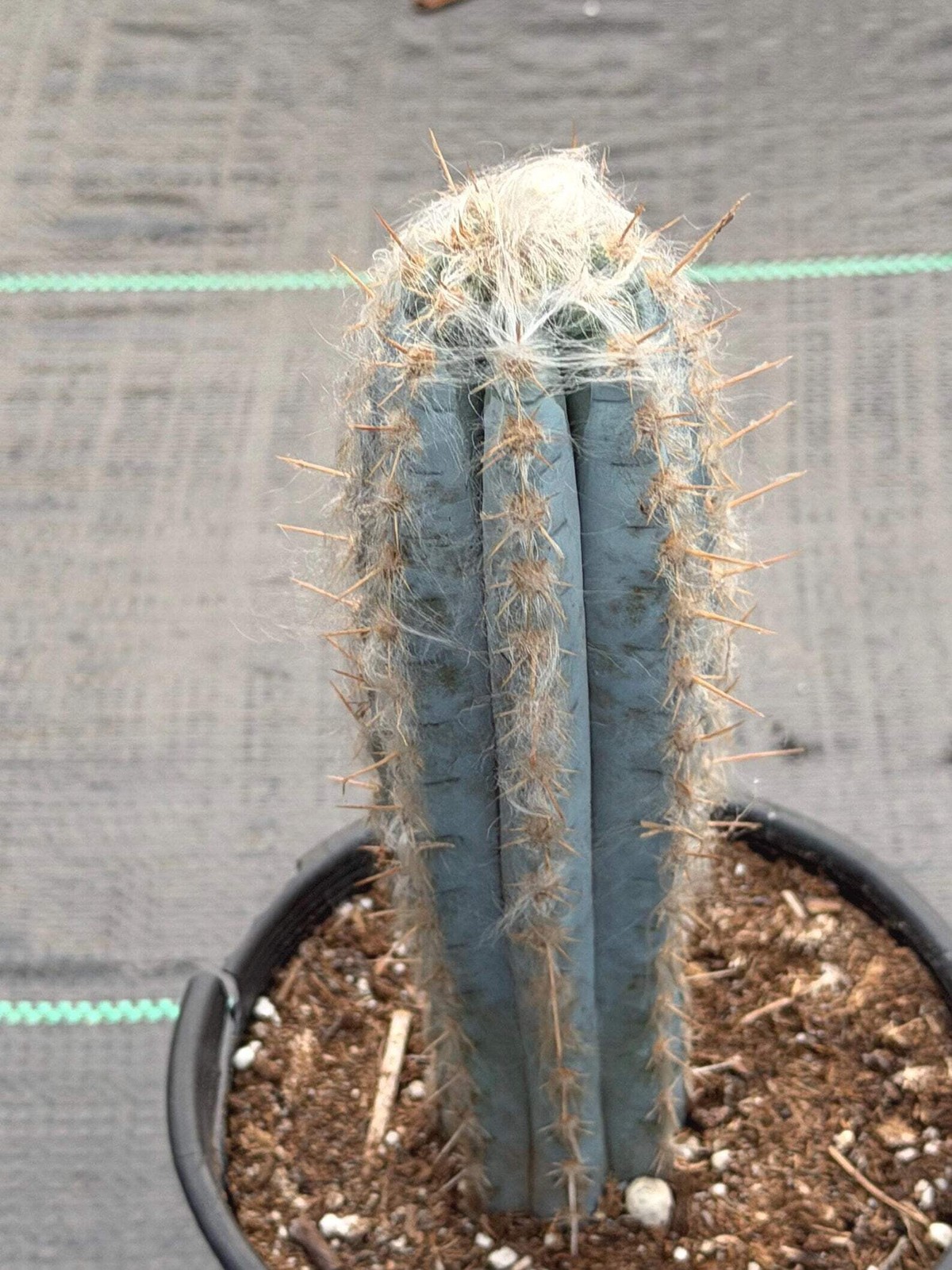 Blue Pilosocereus Pachycladus – Rare Live Cactus | 9″ Tall Columnar Specimen