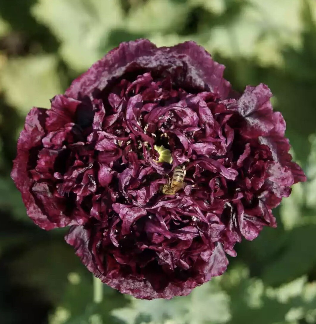 PEONY DOUBLE PURPLE/BLACK FLOWER SEEDS NONGMO FRESH HARVEST