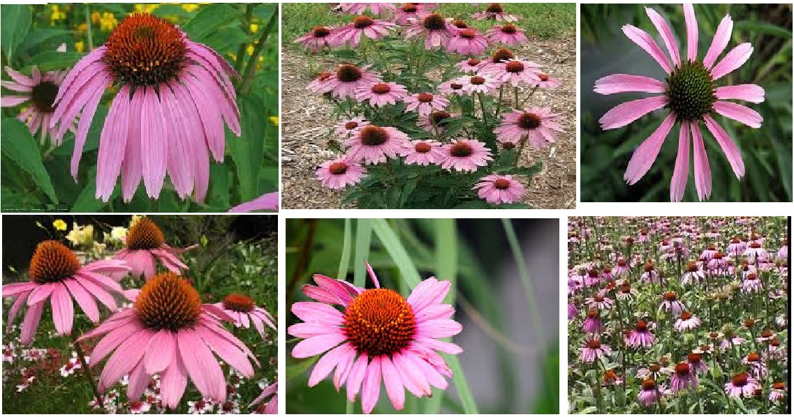 HUGE PINK Coneflowers Perennial OVER 100 + Seeds USA HOME GROWN
