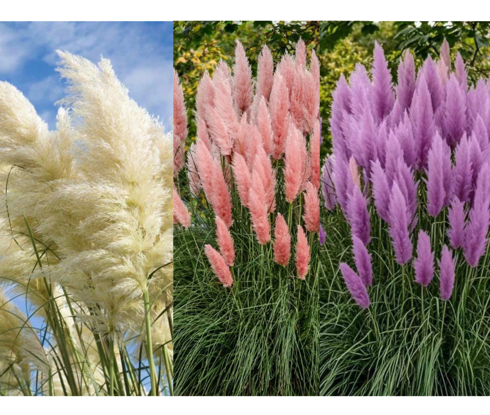 Pink White Purple Pampas Grass Seeds Bundle Pack 60 Seeds (20 Each Color)