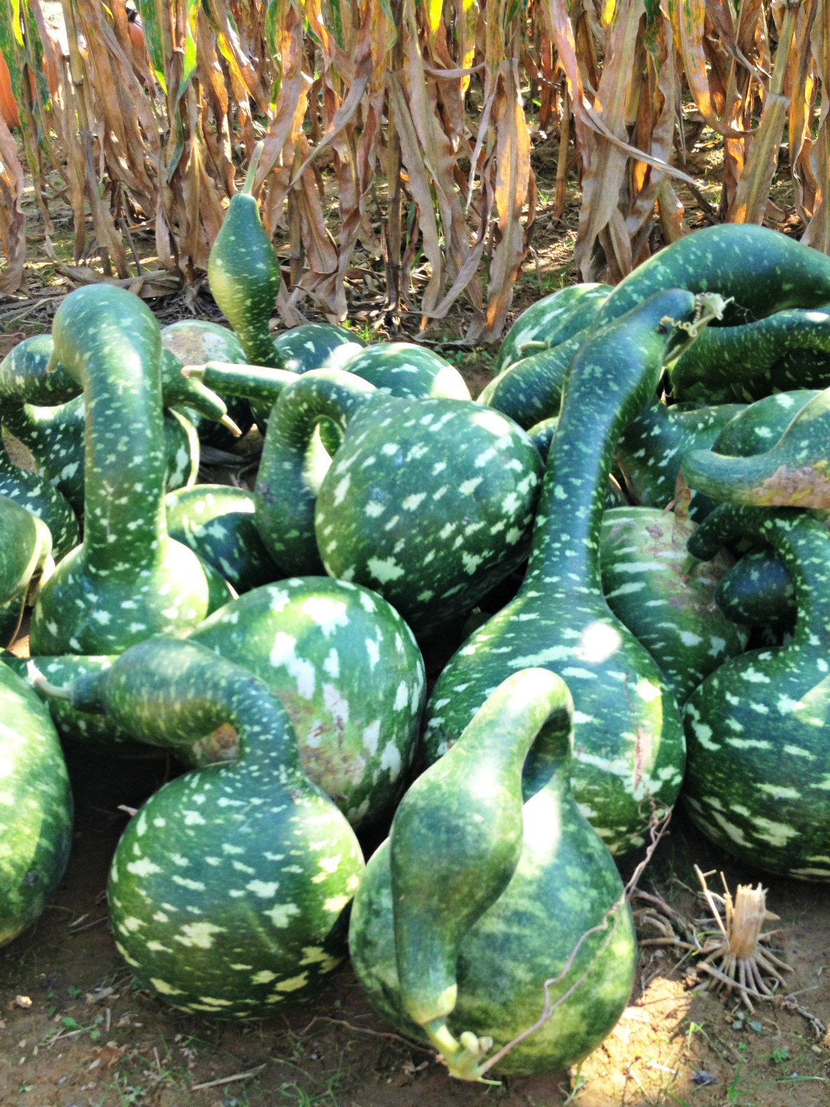 Speckled Swan Gourd, (Lagenaria siceraria), Seeds