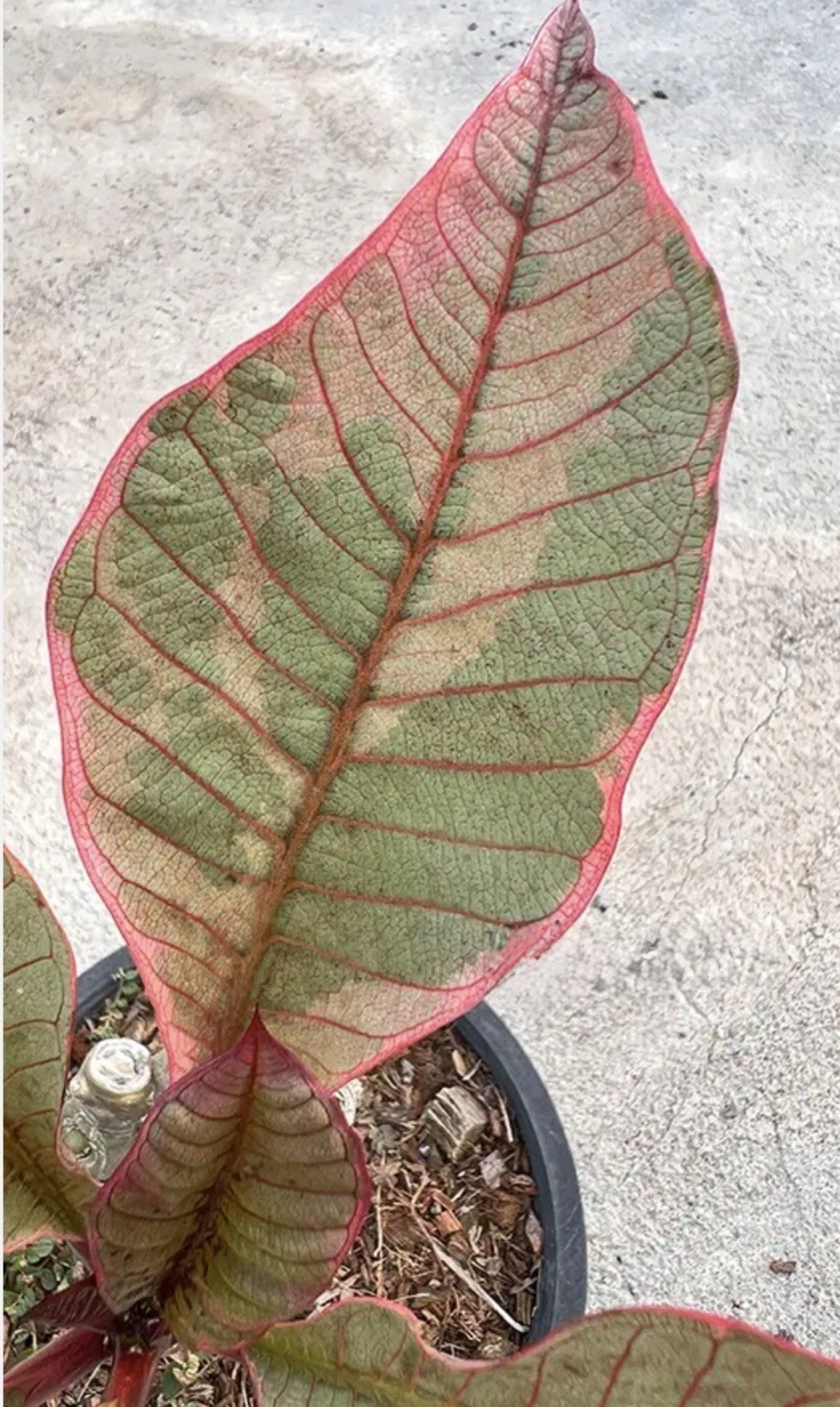 Pink Leaf Variegated Plumeria Frangipani-Rooted & Grafted Plant-Read All Info!
