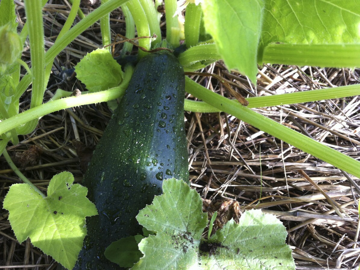 Black Beauty Zucchini Seeds, 1 LB, Summer Squash, NON-GMO, FREE SHIPPING