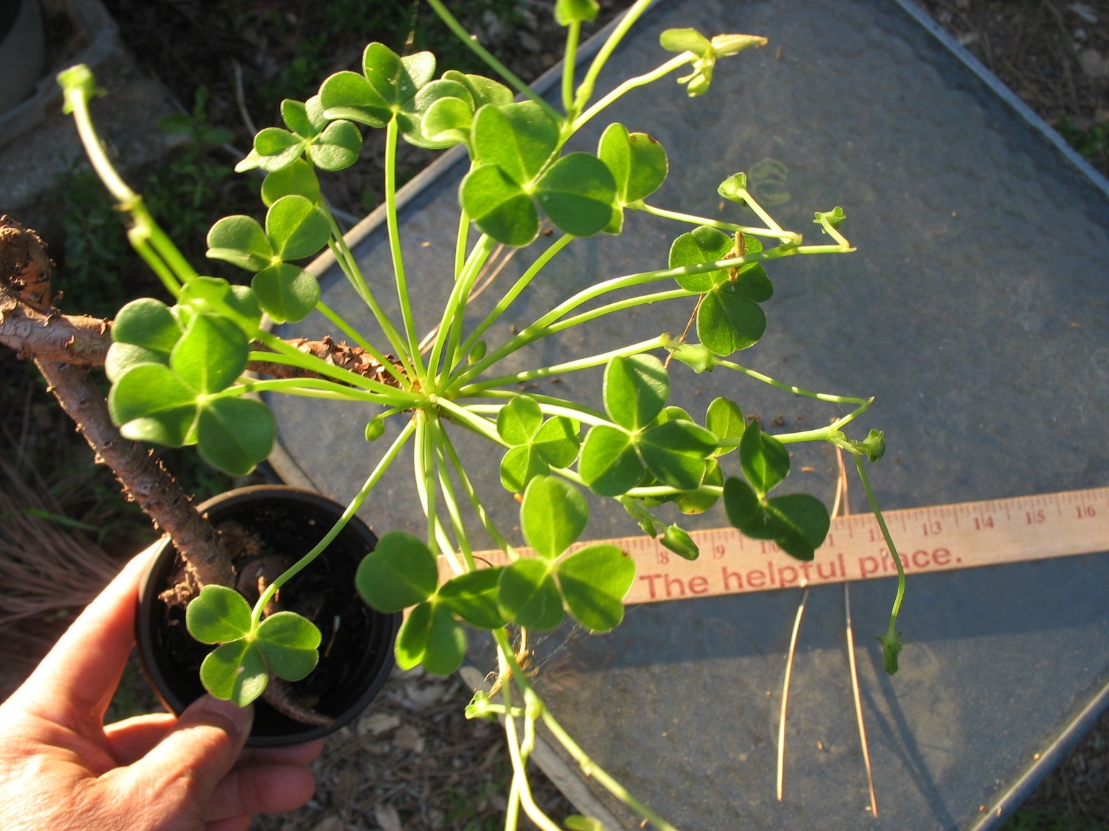 Bonsai Sorrel ~ Oxalis carnosa Caudex Caudiciform megalorrhiza 3.5″ pot #1