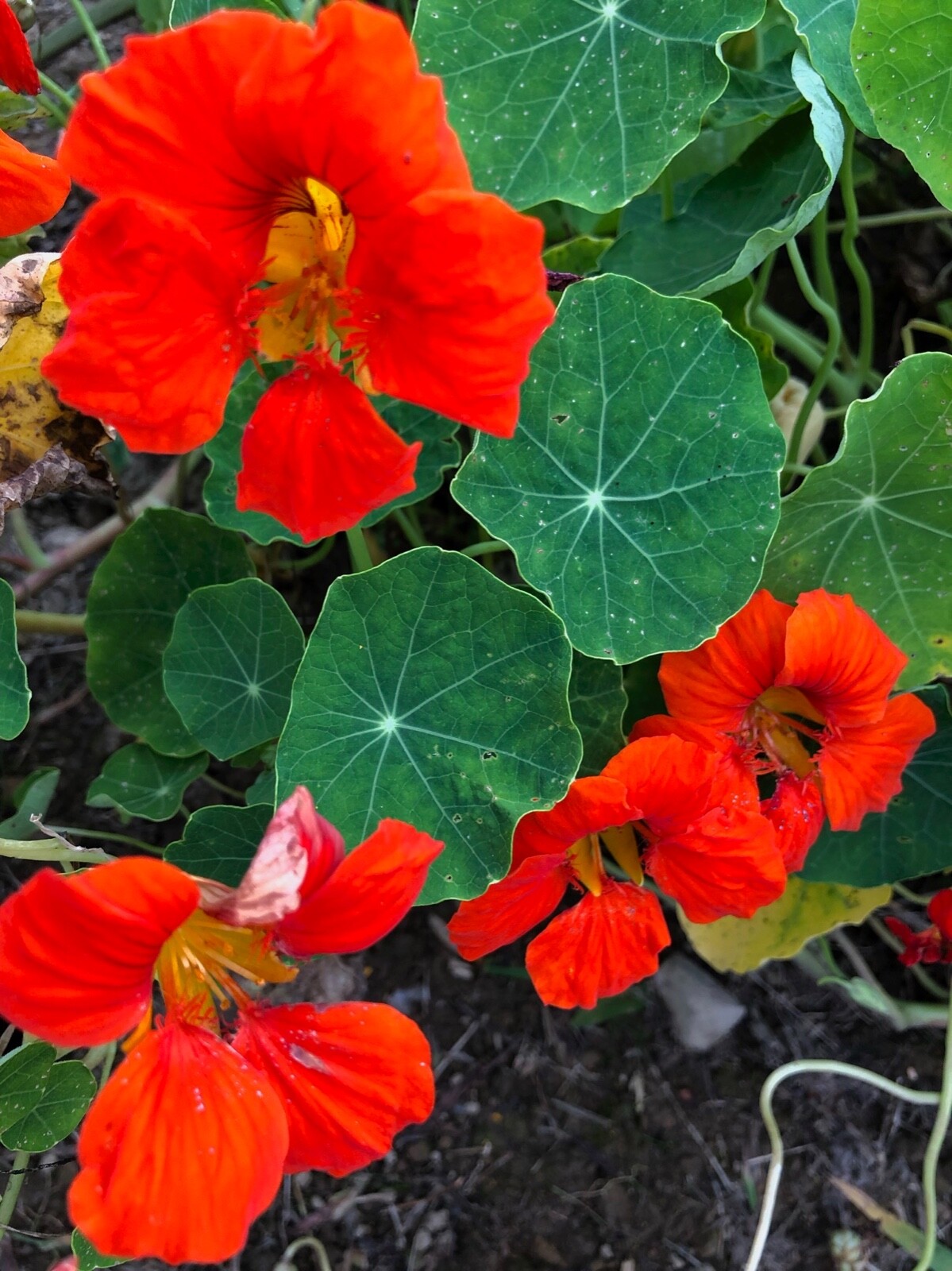 Nasturtium Seeds Mix Red Yellow Orange 50 seeds