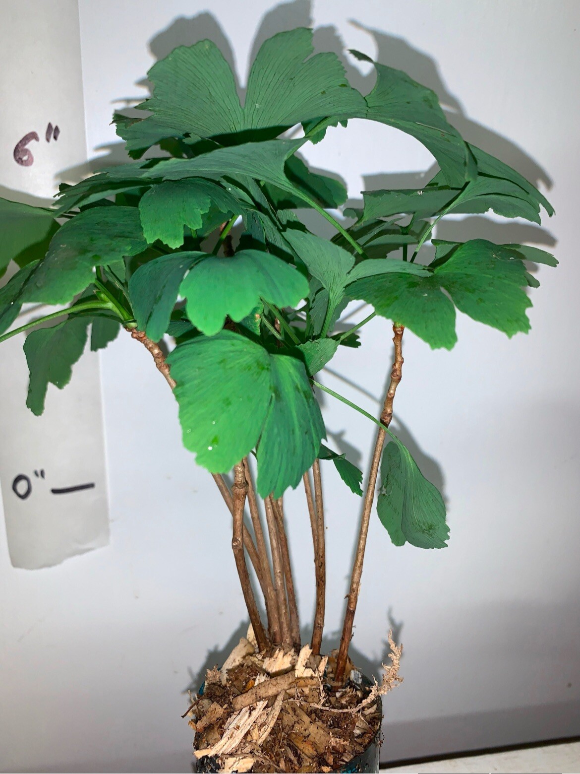 6+ ginkgo biloba plants 1 year old