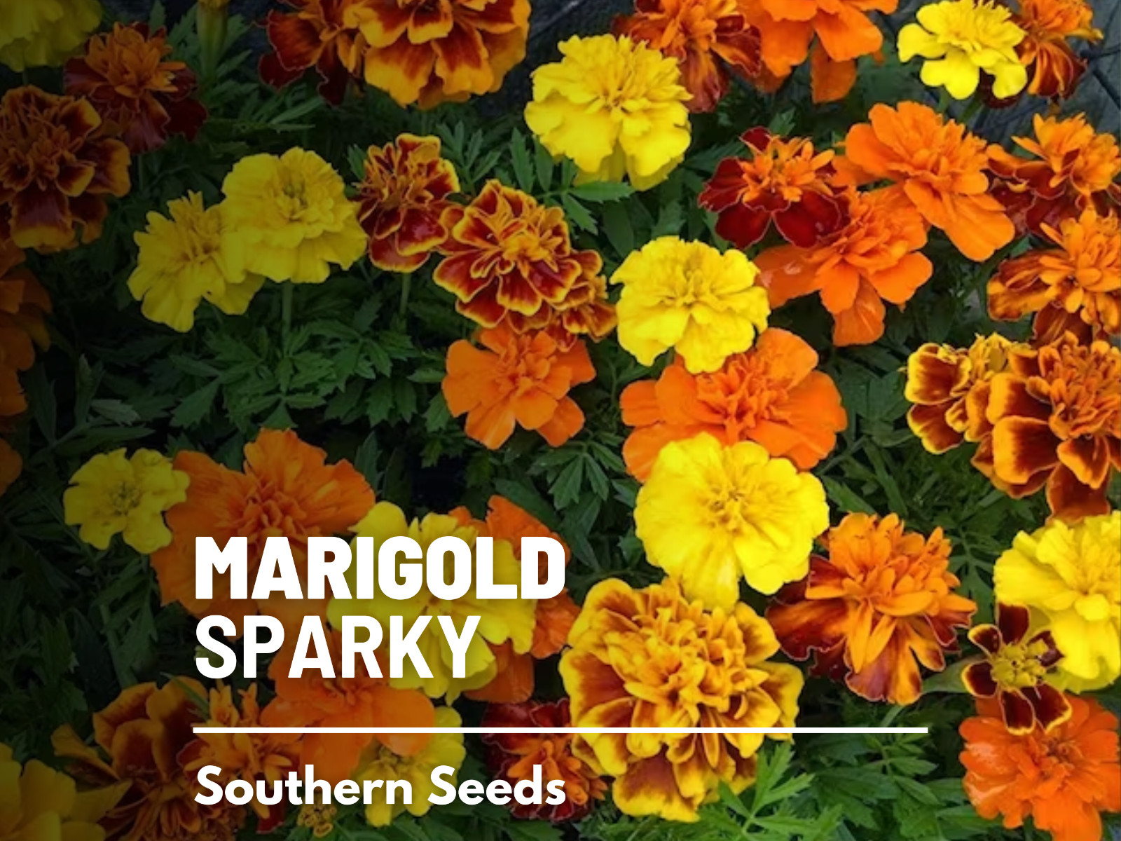 Marigold, Sparky French – 100 Seeds – Easy to Grow – Non GMO (Tagetes patula)