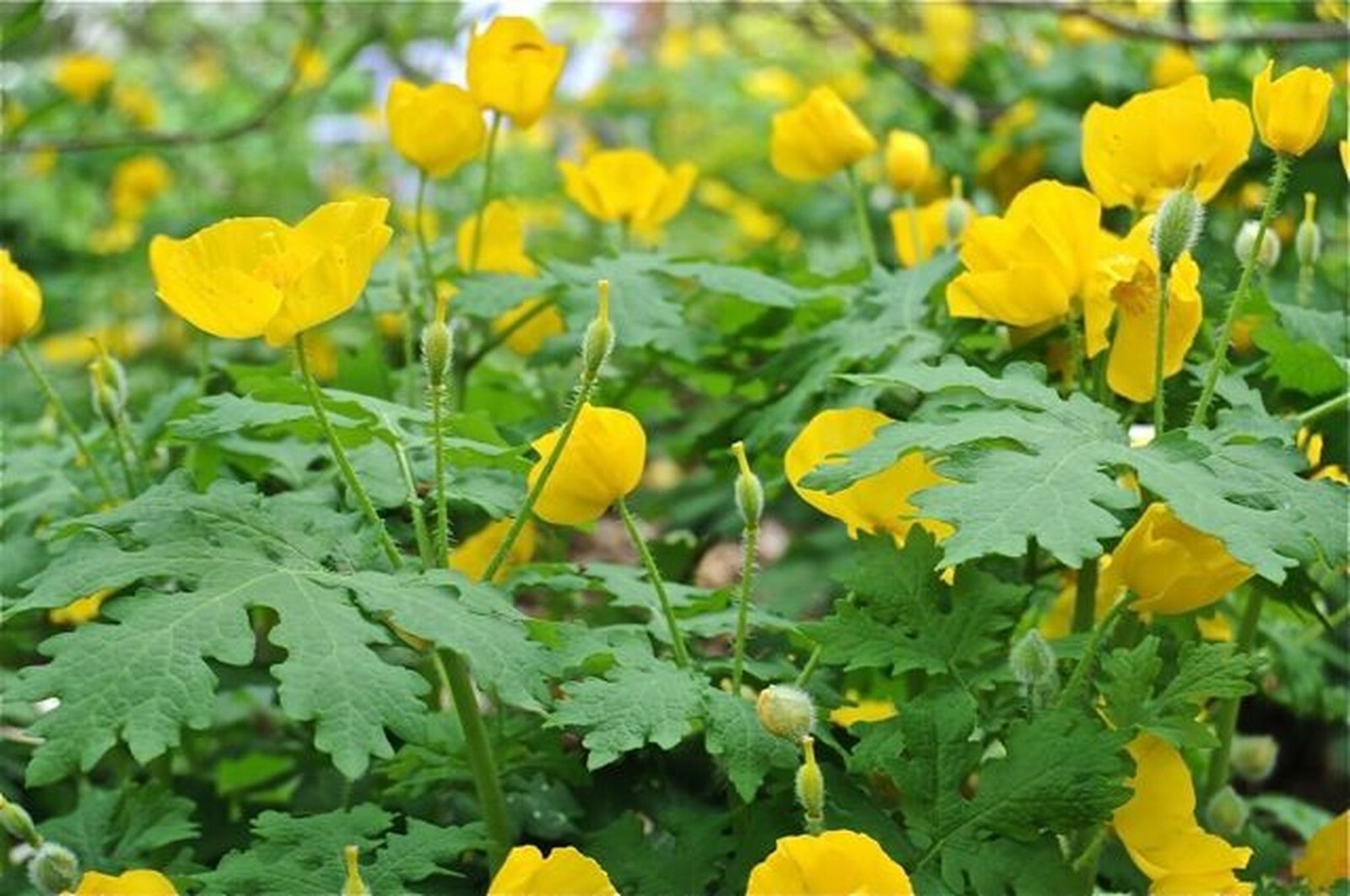 CELANDINE POPPY 5 bulb (Stylophorum eiphyllym