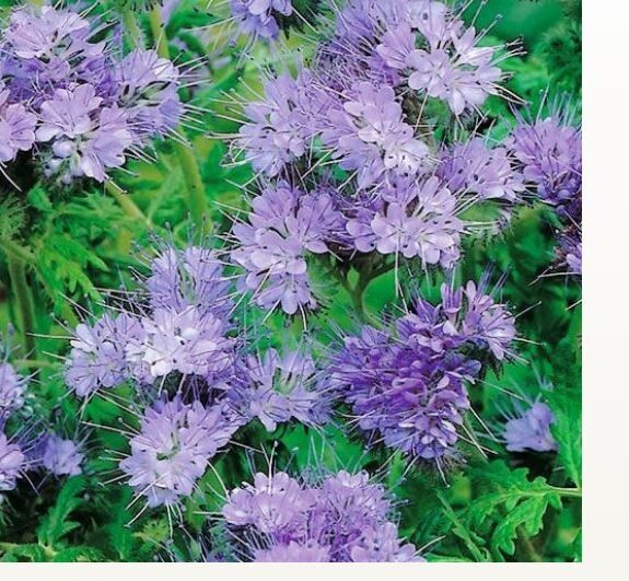 Purple Lacy Tansy Flower 500 Seeds USA Seller