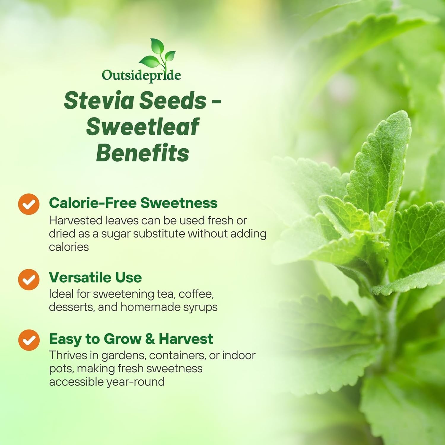 50 Seeds Stevia Seed – Sweet Leaf Herb Seeds