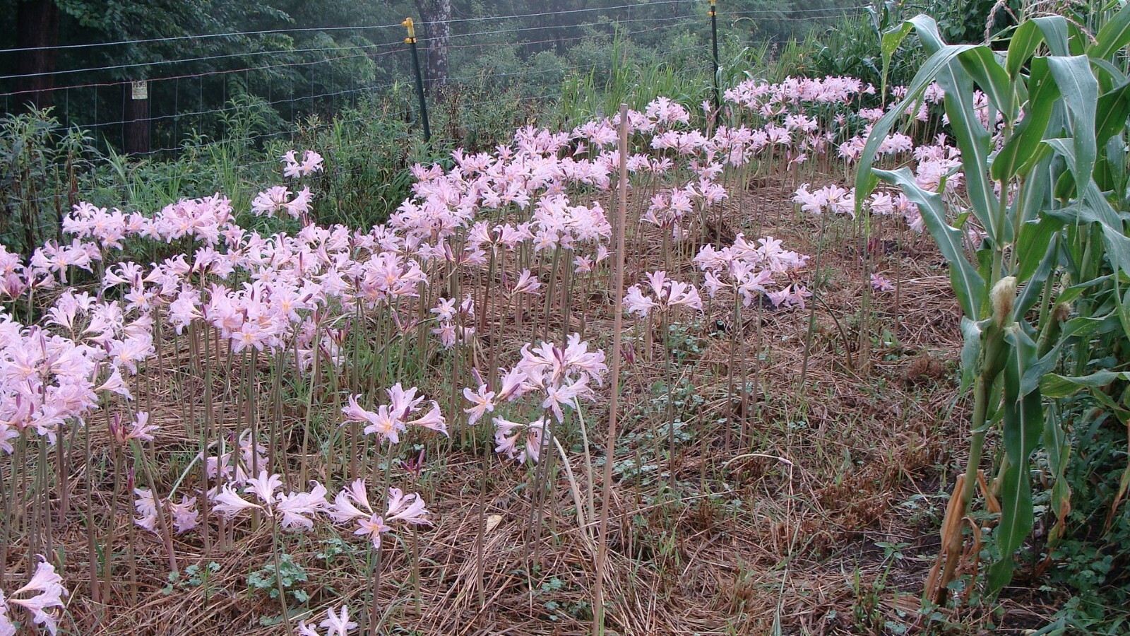 10 Lycoris Squamigera Surprise Lily, Magic, Resurrection Lily Bulbs 🌸