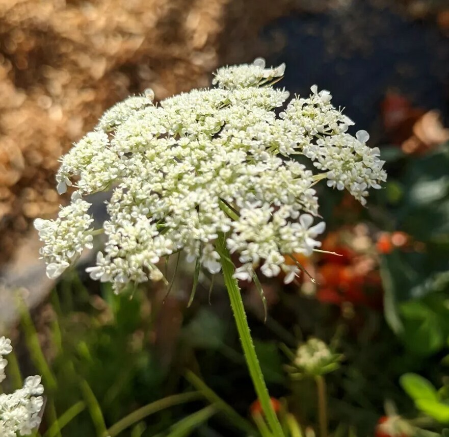 100+ Organic White Queen Anne’s Lace Seeds ~ Wild Carrot * Delicate Wild Flower