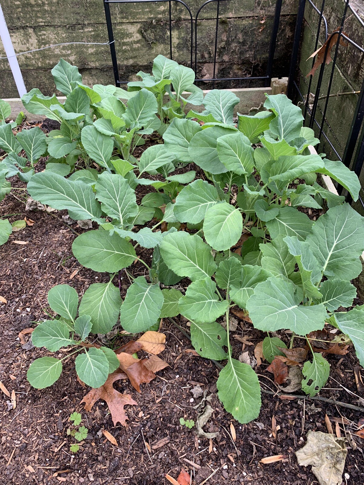 400+ GEORGIA COLLARD SEEDS (Brassica oleracea ) – Heirloom Vegetable Spring Fall