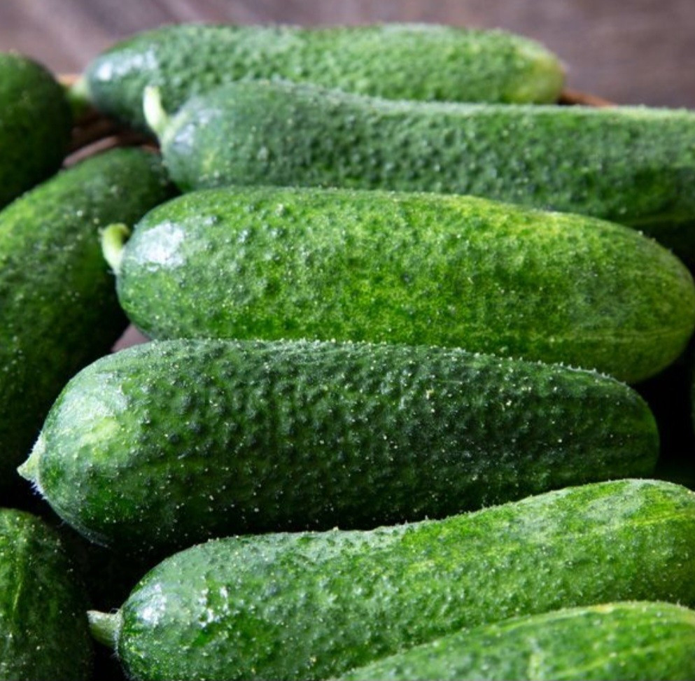 Organic Adam F1 Gherkin Pickling Cucumber 30 seeds