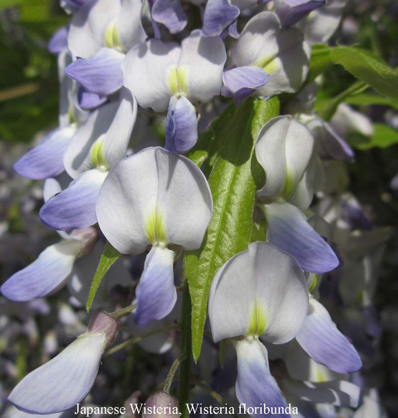 1-1000 PCS Japanese Wisteria Tree Seeds Floribunda Purple Vine Shrub Flower 0164