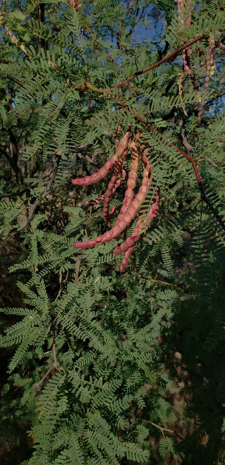 10 (Red) Velvet Mesquite Seeds Pods (Prosopis Velutina) Arid Seed Legume